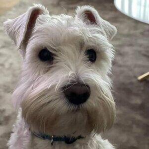 Meet your Posher, Yael